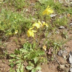 Goodenia pinnatifida at Yass River, NSW - 30 Oct 2020