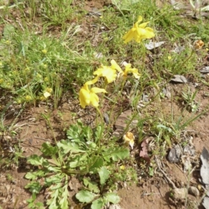 Goodenia pinnatifida at Yass River, NSW - 30 Oct 2020