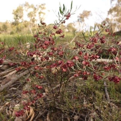 Dodonaea viscosa subsp. angustissima (Hop Bush) at Mount Taylor - 28 Oct 2020 by Sarah2019