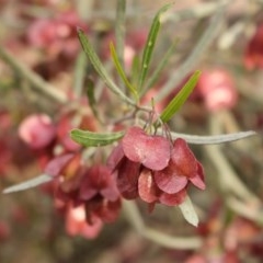 Dodonaea viscosa subsp. angustissima at Kambah, ACT - 28 Oct 2020