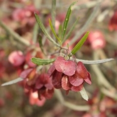 Dodonaea viscosa subsp. angustissima at Kambah, ACT - 28 Oct 2020 06:32 PM