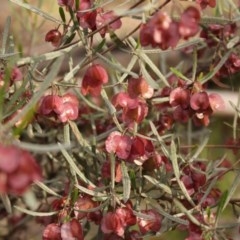 Dodonaea viscosa subsp. angustissima at Kambah, ACT - 28 Oct 2020 06:32 PM