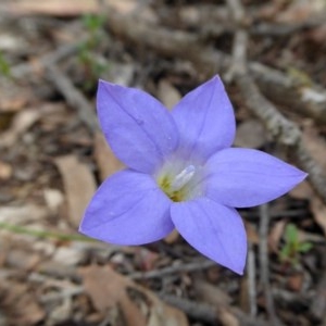 Wahlenbergia stricta subsp. stricta at Yass River, NSW - 30 Oct 2020 01:38 PM