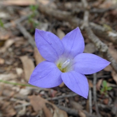 Wahlenbergia stricta subsp. stricta (Tall Bluebell) at Yass River, NSW - 30 Oct 2020 by SenexRugosus