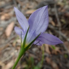 Wahlenbergia stricta subsp. stricta at Yass River, NSW - 30 Oct 2020 01:38 PM