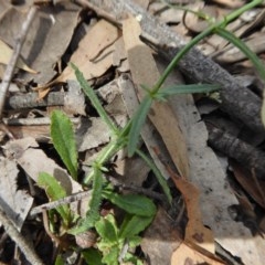 Wahlenbergia stricta subsp. stricta at Yass River, NSW - 30 Oct 2020 01:38 PM