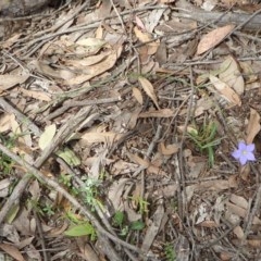 Wahlenbergia stricta subsp. stricta at Yass River, NSW - 30 Oct 2020 01:38 PM