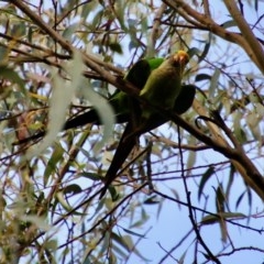 Polytelis swainsonii (Superb Parrot) at Red Hill to Yarralumla Creek - 29 Oct 2020 by LisaH