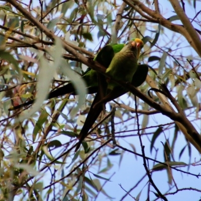 Polytelis swainsonii (Superb Parrot) at Hughes Grassy Woodland - 29 Oct 2020 by LisaH