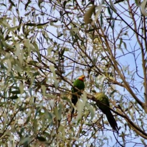 Polytelis swainsonii at Hughes, ACT - suppressed