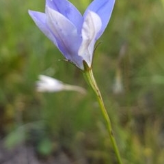 Wahlenbergia stricta subsp. stricta at Griffith, ACT - 30 Oct 2020