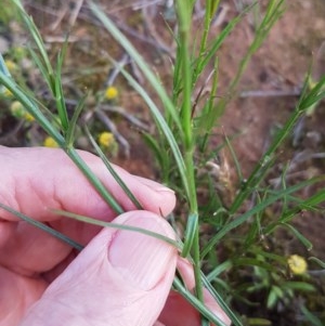 Wahlenbergia stricta subsp. stricta at Griffith, ACT - 30 Oct 2020