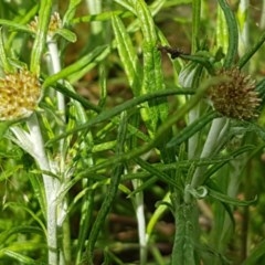 Euchiton involucratus (Star Cudweed) at Hall Cemetery - 30 Oct 2020 by tpreston