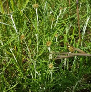 Euchiton involucratus at Hall, ACT - 30 Oct 2020