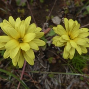 Arctotheca calendula at Yass River, NSW - 30 Oct 2020