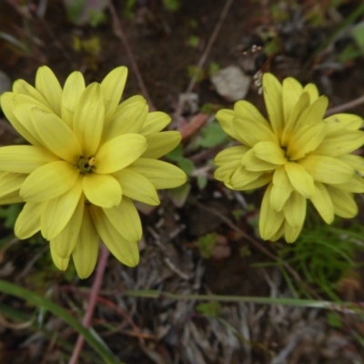 Arctotheca calendula (Capeweed, Cape Dandelion) at Yass River, NSW - 30 Oct 2020 by SenexRugosus