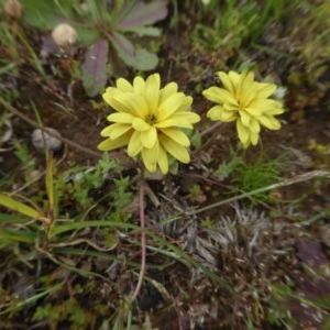 Arctotheca calendula at Yass River, NSW - 30 Oct 2020