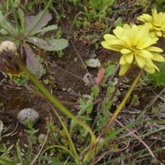 Arctotheca calendula at Yass River, NSW - 30 Oct 2020