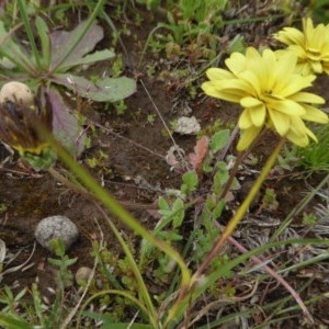 Arctotheca calendula at Yass River, NSW - 30 Oct 2020 01:56 PM