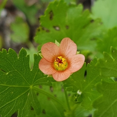 Modiola caroliniana (Red-flowered Mallow) at Hall, ACT - 30 Oct 2020 by tpreston