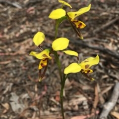 Diuris sulphurea (Tiger Orchid) at Bruce, ACT - 30 Oct 2020 by Wen