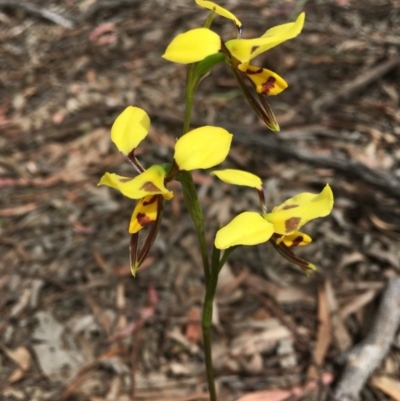 Diuris sulphurea (Tiger Orchid) at Gossan Hill - 30 Oct 2020 by Wen