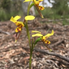 Diuris sulphurea at Bruce, ACT - 30 Oct 2020