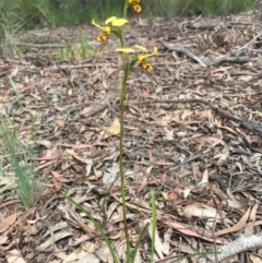 Diuris sulphurea at Bruce, ACT - 30 Oct 2020