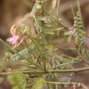 Indigofera adesmiifolia at Kambah, ACT - 28 Oct 2020