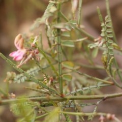 Indigofera adesmiifolia (Tick Indigo) at Kambah, ACT - 28 Oct 2020 by Sarah2019