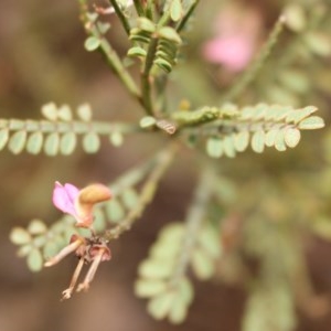 Indigofera adesmiifolia at Kambah, ACT - 28 Oct 2020