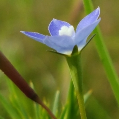 Wahlenbergia multicaulis (Tadgell's Bluebell) at Hall, ACT - 30 Oct 2020 by trevorpreston