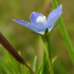Wahlenbergia multicaulis (Tadgell's Bluebell) at Hall, ACT - 30 Oct 2020 by tpreston