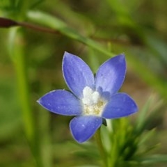 Wahlenbergia multicaulis at Hall, ACT - 30 Oct 2020