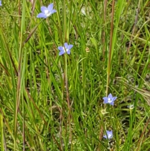 Wahlenbergia multicaulis at Hall, ACT - 30 Oct 2020