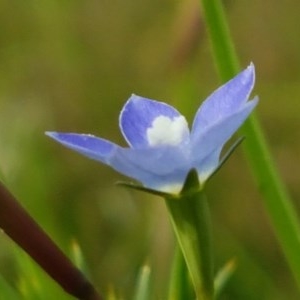 Wahlenbergia multicaulis at Hall, ACT - 30 Oct 2020