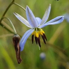 Dianella revoluta var. revoluta (Black-Anther Flax Lily) at Hall Cemetery - 30 Oct 2020 by tpreston