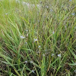 Dianella revoluta var. revoluta at Hall, ACT - 30 Oct 2020