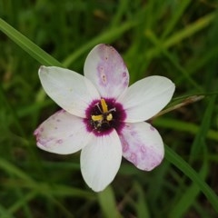 Ixia maculata (Spotted African Corn Lily, Yellow Ixia) at Hall Cemetery - 30 Oct 2020 by tpreston