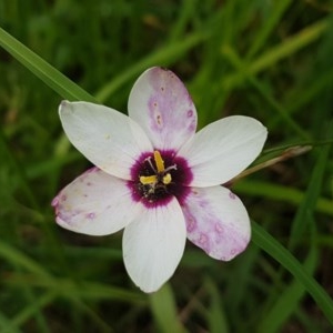 Ixia maculata at Hall, ACT - 30 Oct 2020