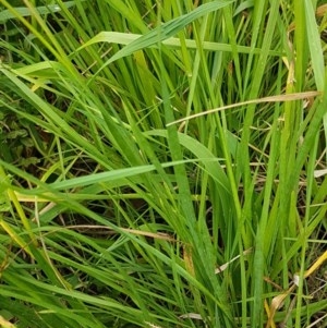 Ixia maculata at Hall, ACT - 30 Oct 2020