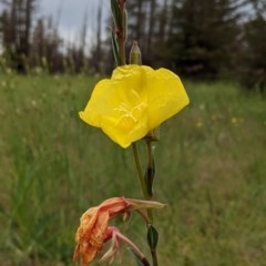 Oenothera stricta subsp. stricta (Common Evening Primrose) at Majura, ACT - 30 Oct 2020 by SusanneG
