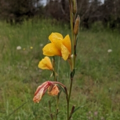 Oenothera stricta subsp. stricta at Majura, ACT - 30 Oct 2020