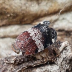 Platybrachys sp. (genus) (A gum hopper) at Hall, ACT - 30 Oct 2020 by trevorpreston