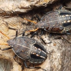 Theseus modestus (Gum tree shield bug) at Hall Cemetery - 30 Oct 2020 by tpreston