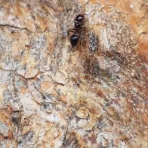 Crematogaster sp. (genus) at Hall, ACT - 30 Oct 2020