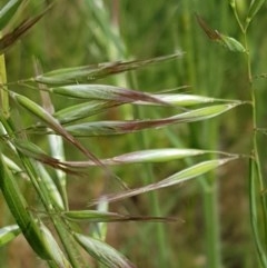 Rytidosperma sp. at Hall, ACT - 30 Oct 2020