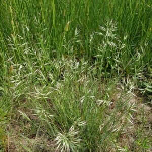 Rytidosperma sp. at Hall, ACT - 30 Oct 2020