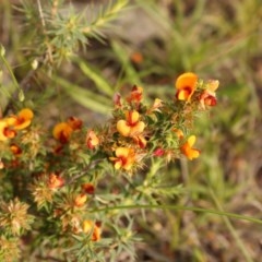 Pultenaea procumbens (Bush Pea) at Kambah, ACT - 28 Oct 2020 by Sarah2019