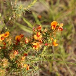 Pultenaea procumbens at Kambah, ACT - 28 Oct 2020 06:17 PM